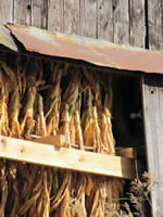 Tobacco Barn in Central Kentucky